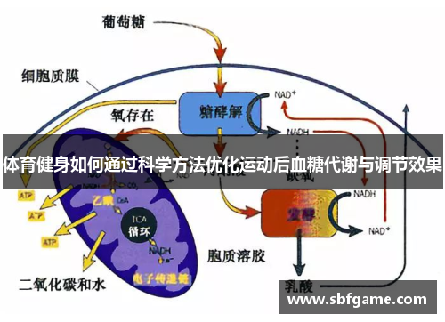 体育健身如何通过科学方法优化运动后血糖代谢与调节效果